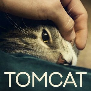 Tomcat photo 3