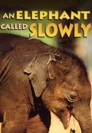 An Elephant Called Slowly poster image