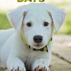 Puppy Days - Rotten Tomatoes