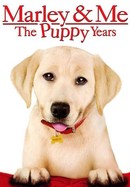 Marley & Me: The Puppy Years poster image