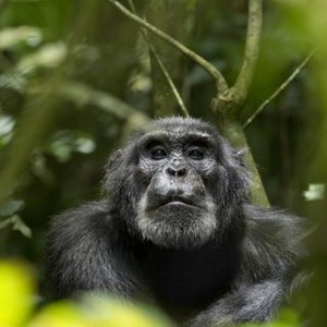 "Chimpanzee photo 13"