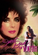 Sweet Bird of Youth poster image