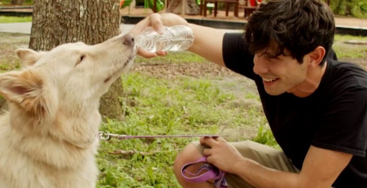 Koko - Rotten Tomatoes