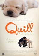 Quill: The Life of a Guide Dog poster image