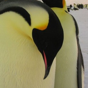 March of the Penguins photo 19