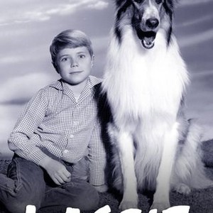 "Lassie photo 3"