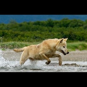 Bears photo 16