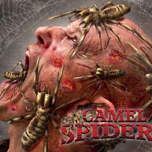 Camel Spiders photo 5