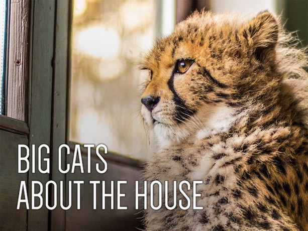 Big cats about the house watch online new arrivals