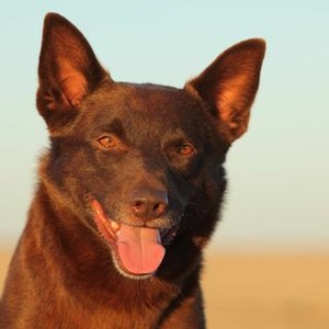 Koko: A Red Dog Story photo 4
