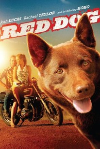 Red Dog (2011) - Rotten Tomatoes