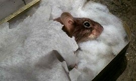 Mousehunt: Official Clip - Sleeping Mouse photo 3