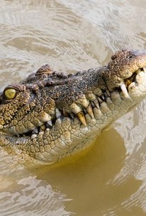 The Crocodile 4, Episode 15 - Rotten Tomatoes