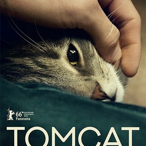 Tomcat photo 14