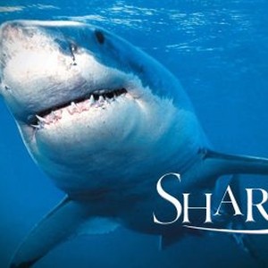 "Sharks photo 19"
