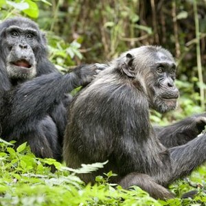 "Chimpanzee photo 17"