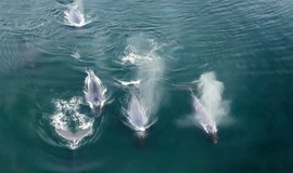 The Year Earth Changed: Uncovering Stress: Humpback Whales photo 1