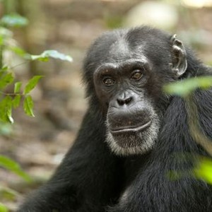 "Chimpanzee photo 8"