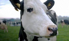 Cow: Trailer 1