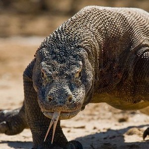72 Dangerous Animals: Asia - Rotten Tomatoes 72 Dangerous Animals: Asia - Rotten Tomatoes