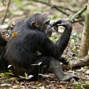 Chimpanzee photo 7