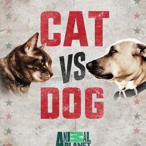 The Fundamentals Of Battle: Cats Versus Dogs : NPR