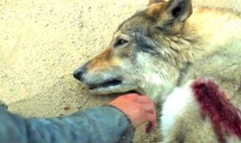 Alpha: Official Clip - Bonding with a Wolf