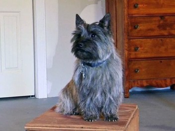 Cairn terrier dogs discount 101