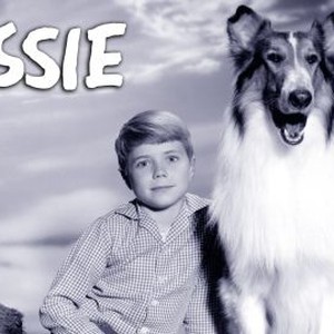 "Lassie photo 4"