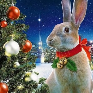 merry christmas bunny