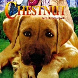 Chestnut: Hero of Central Park photo 1