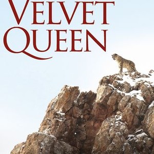 The Velvet Queen' Review: Searching for an Elusive Leopard - The New York  Times