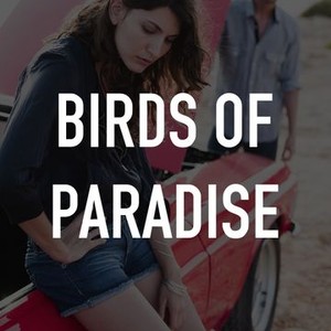 "Birds of Paradise photo 2"