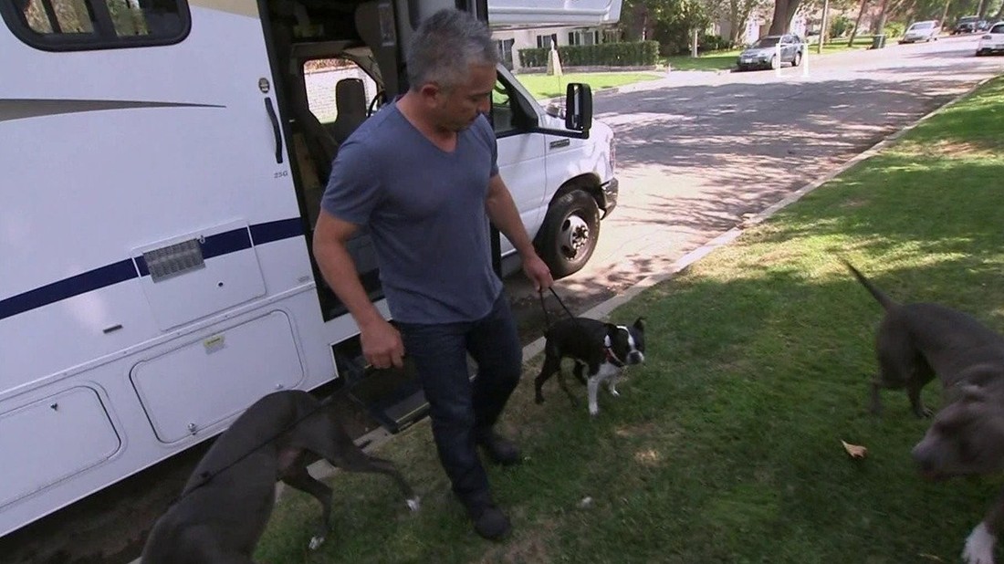 Cesar millan hot sale boston terrier