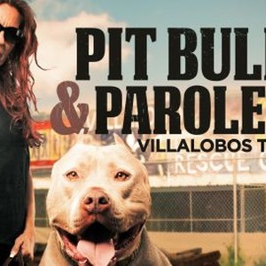 Pit Bulls & Parolees: Our Biggest Rescues Pictures - Rotten Tomatoes