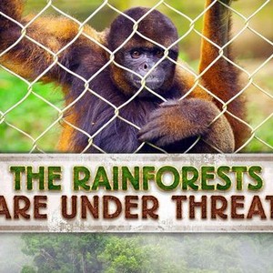 The Rainforests Are Under Threat photo 6