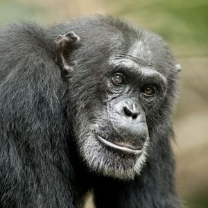"Chimpanzee photo 9"
