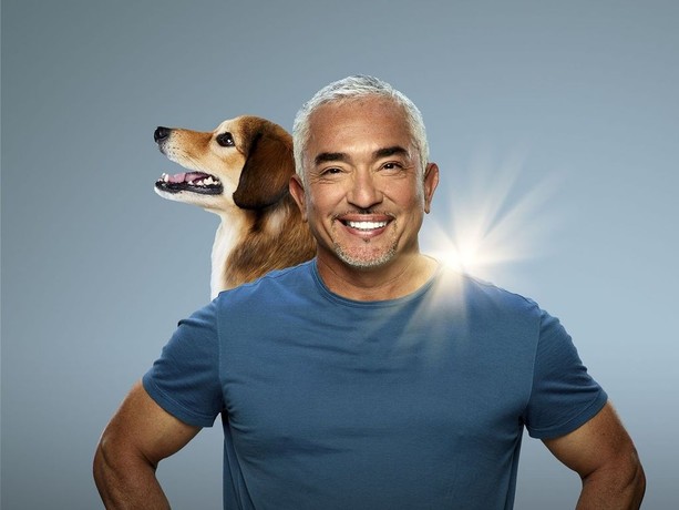 Cesar millan top golden retriever
