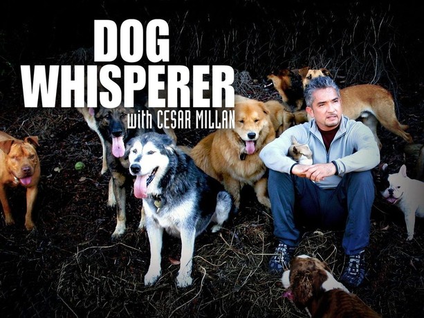 Dog whisperer with cesar 2025 millan most aggressive breeds