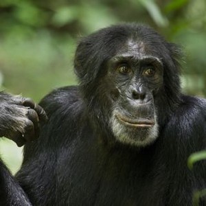 "Chimpanzee photo 12"