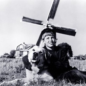 Dog of Flanders (TV series) - Wikipedia