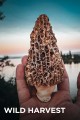 Les Stroud's Wild Harvest