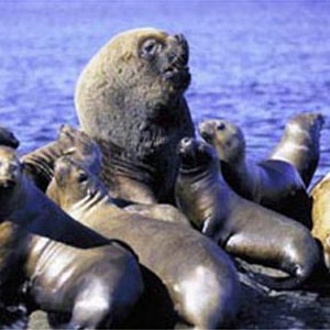 This bull elephant seal and his harem live along the shores of Patagonia in Argentina photo 9