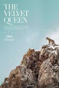 Watch trailer for The Velvet Queen