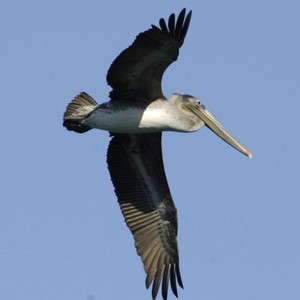 Pelican Dreams photo 8