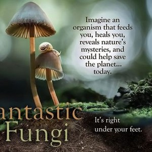 Fantastic Fungi photo 10