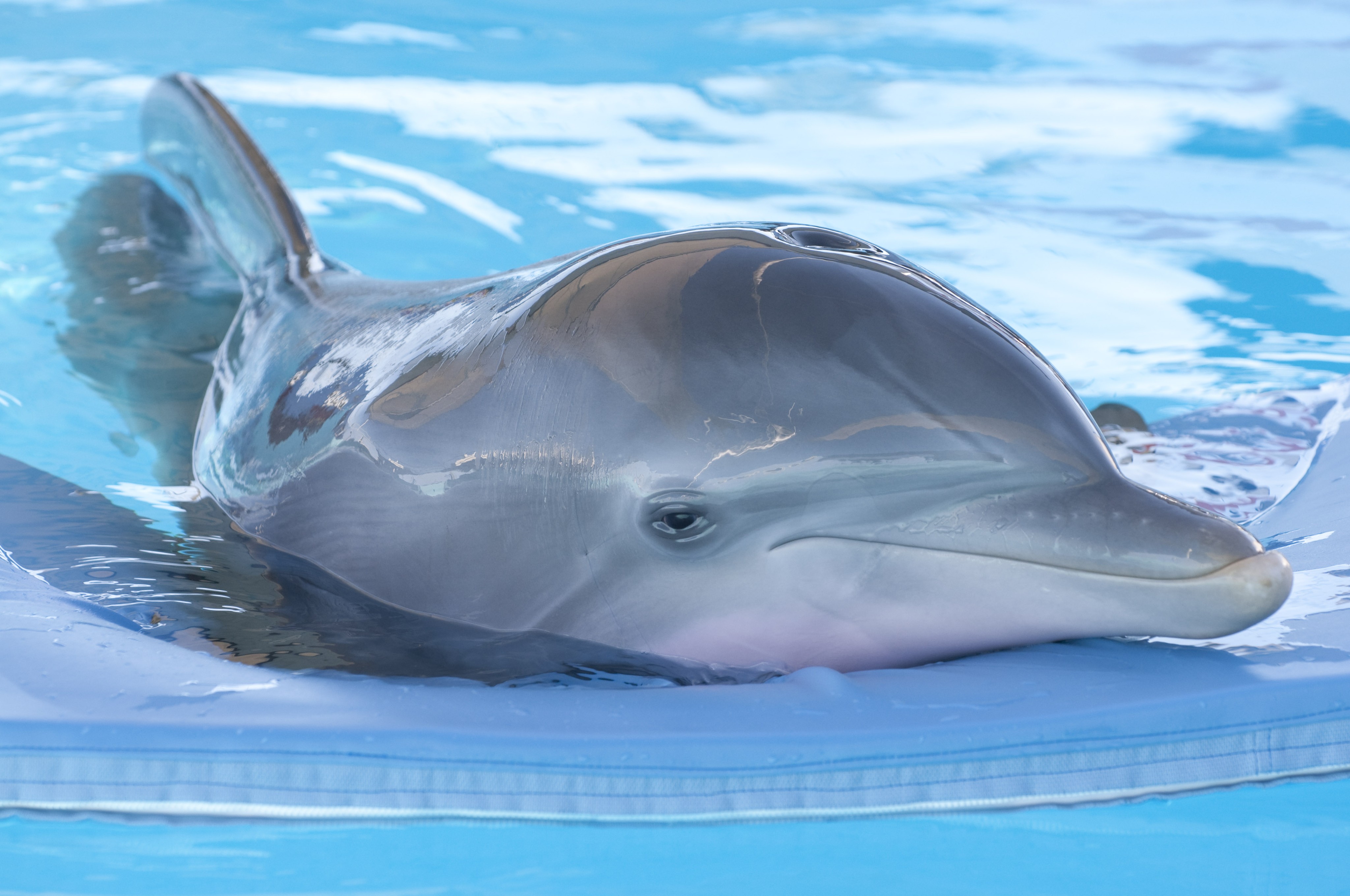 Dolphin Tale - Rotten Tomatoes