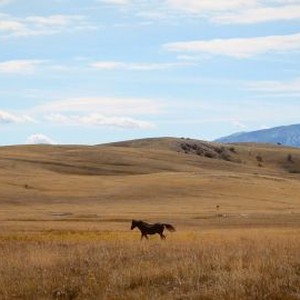 Among Wolves photo 18
