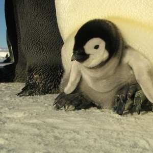 March of the Penguins photo 4