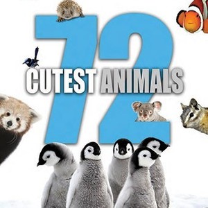 72 Cutest Animals - Rotten Tomatoes